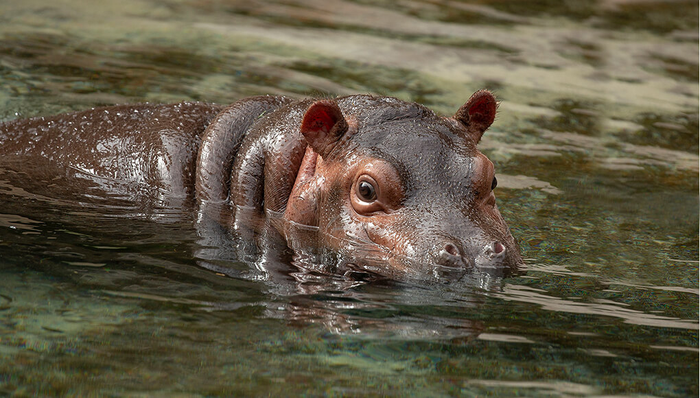Baby hippo Amahle in the water.