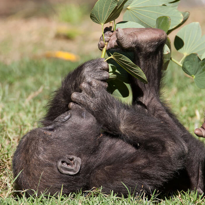 Baby gorilla using its opposable toe to hold and eat leaves